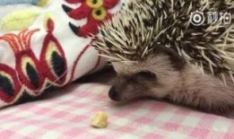 吃瓜大狼,揭秘娱乐圈背后的那些事儿