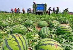 河北冀州事件吃瓜,揭秘背后真相，吃瓜群众热议不已