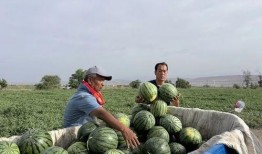 井底吃瓜,揭秘网络时代的“吃瓜群众”现象