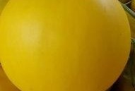 吃久瑞红瓜,探寻古老瓜果的现代魅力